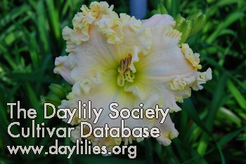 Daylily Lacy All Over